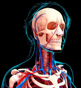 Female cardiovascular system, artwork Stock Illustration