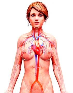 Female cardiovascular system, artwork Stock Illustration
