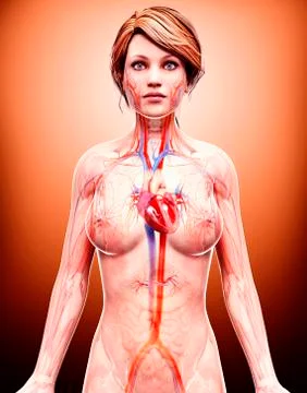 Female cardiovascular system, artwork Stock Illustration