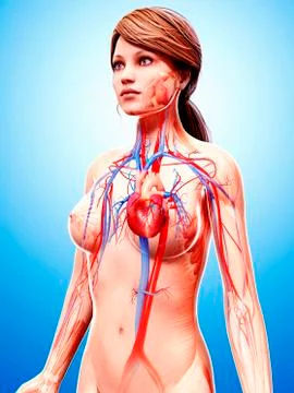 Female cardiovascular system, artwork Stock Illustration