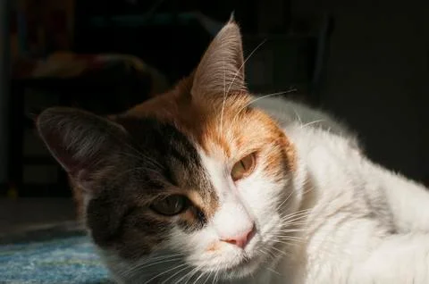 Female cat closeup Stock Photos