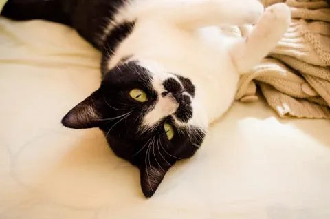 Female cat with curious look and slightly inclined head, lying down. Stock Photos