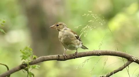 Female Chaffinch Stock Footage 65216960