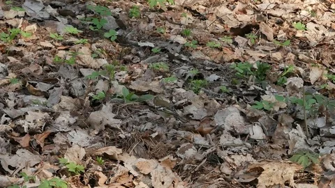 Female of a chaffinch. Video stock 116793264