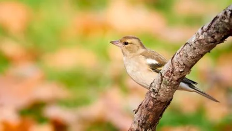 Female Chaffinch Fotos Stock