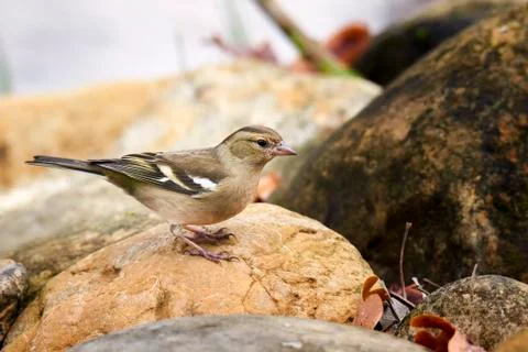 Female Chaffinch Stock Photos