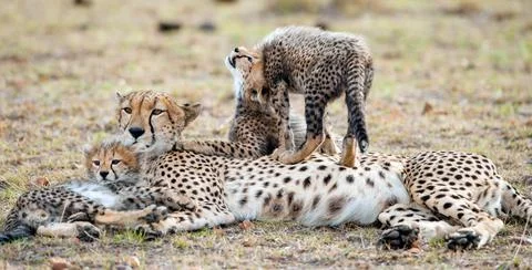 The female cheetah with cubs. The family of cheetah (Acinonyx jubatus) Stock Photos
