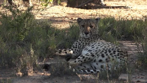 Female cheetah lying down 動画素材 102381657