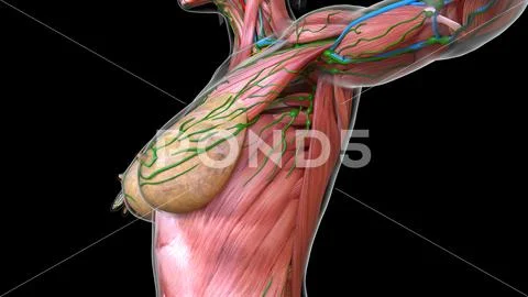 https://images.pond5.com/female-chest-and-abdomen-muscles-illustration-245545167_iconl.jpeg