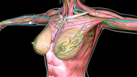 Female chest and abdomen muscles anatomy for medical concept 3d rendering:  Graphic #245545169