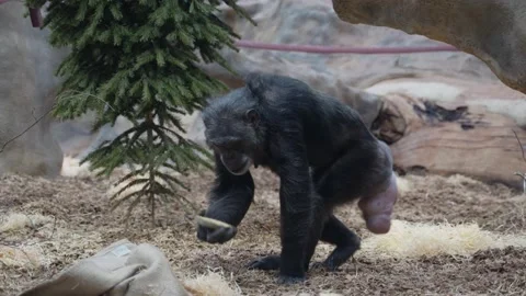 Female chimpanzee comparing a coconut shell with one of its feet Stock Footage 134362718