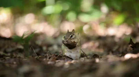 Female chipmunk munching on mushrooms Stock Footage