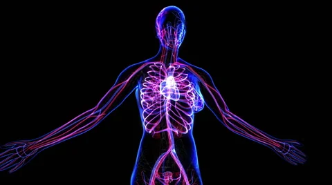 Female Circulatory System Stock-Footage 63207617