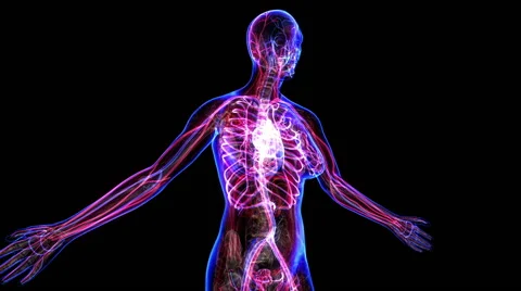 Female Circulatory System Vídeos de archivo 63207703