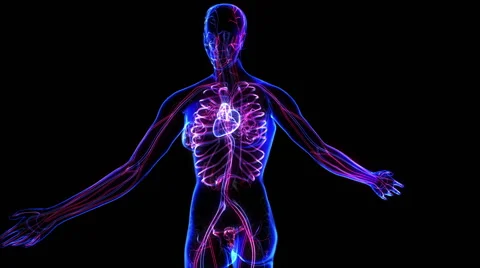 Female Circulatory System Stock Footage 63207715