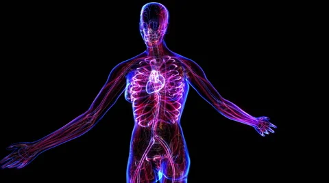 Female Circulatory System Vídeos de archivo 63207726