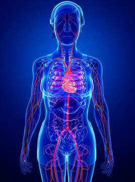 Female circulatory system Illustrazione stock