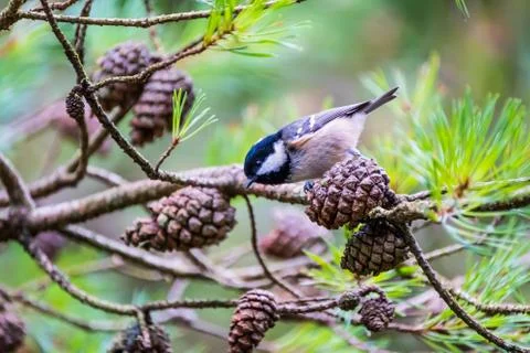 Female Coal Tit on Tree Stock Photos