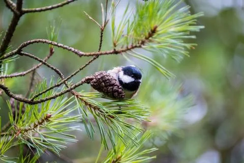 Female Coal Tit on Tree Stock Photos