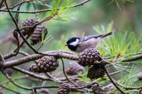 Female Coal Tit on Tree Stock Photos