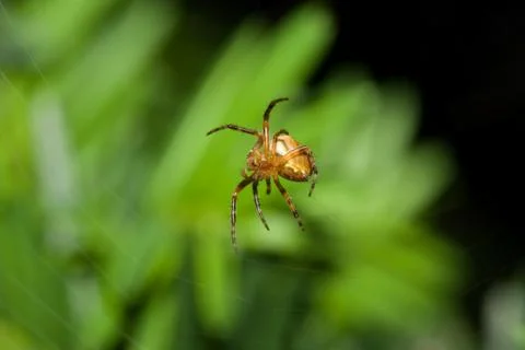 Female cobweb spider Stock Photos