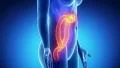 Female COLON anatomy in blue x-ray loop HD Footage