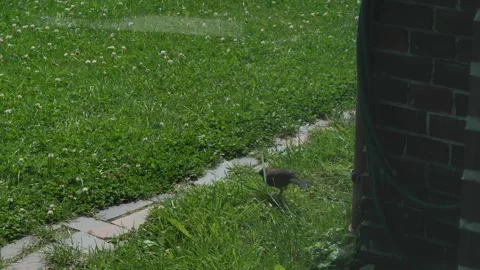 Female common blackbird explores backyard Stock Footage 336007288