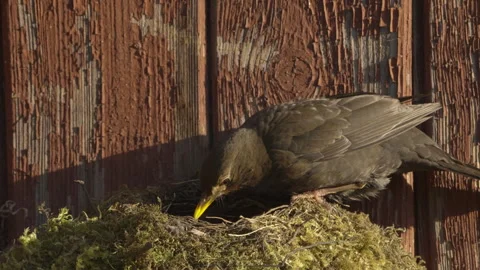 Female Common Blackbird Pecking Inside Nest Stock Footage 339268443