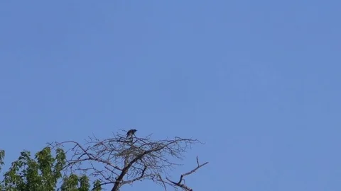 Female common blackbird sitting on a leafless tree crown, scratching her head Stock Footage 76798548