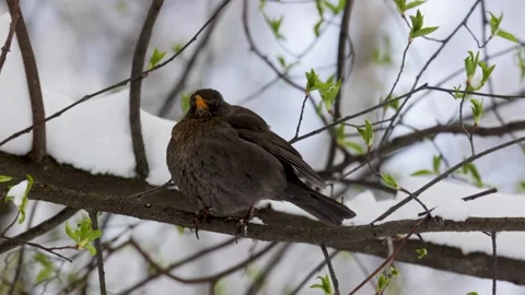 Female Common blackbird sitting on a tree branch. Spring Видео 306372964