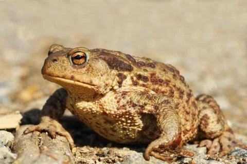 Female common brown toad close up, full length animal ( Bufo ) Stock Photos