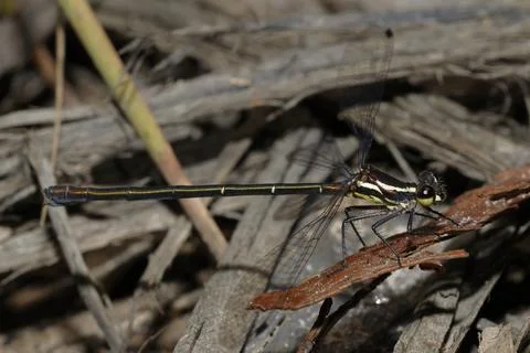 Female common flatwing. Foto stock