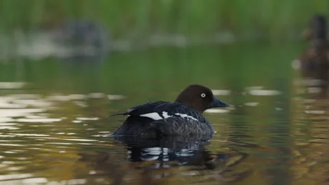 Female Common Goldeneye Turning While Floating Stock Footage 339753591