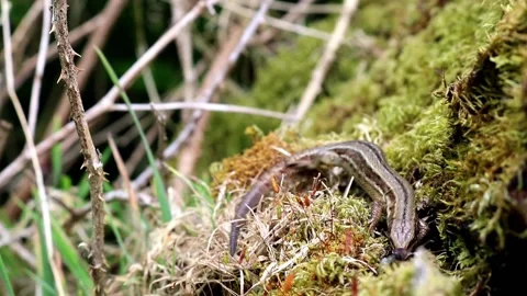 Female Common lizard. Scientific name Zootoca Vivipara. Stock-Footage 194263457