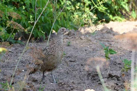 The female of the common pheasant in a close plan. Stock Photos