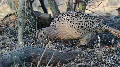 Female Common Pheasant Phasianus colchicus in the wild. Slow motion Stock-Footage 167515661
