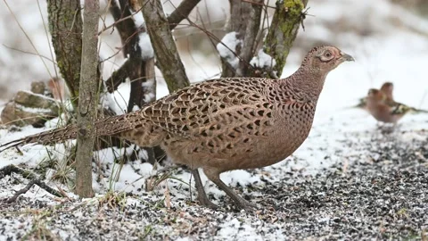 Female Common Pheasant Phasianus colchicus in the wild Stock Footage 171824037