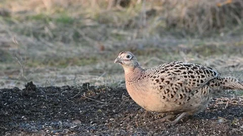 Female Common Pheasant Phasianus colchicus in the wild Stock-Footage 171824866