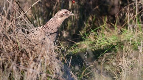 Female common pheasant Phasianus colchicus in the wild.  Stock Footage 190065185