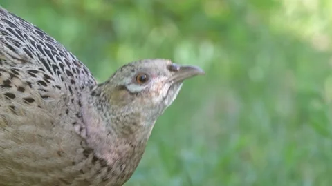 Female common pheasant Phasianus colchicus in the wild Stock-Footage 236504819