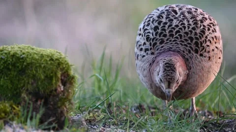 Female common pheasant Phasianus colchicus in the wild Stock-Footage 239375956