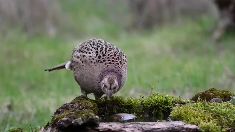 Female common pheasant Phasianus colchicus in the wild Stock-Footage 240042378