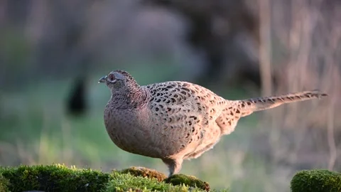 Female common pheasant Phasianus colchicus in the wild Stock-Footage 240770633