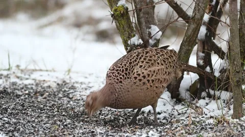 Female Common Pheasant Phasianus colchicus in the wild Stock Footage 243551870