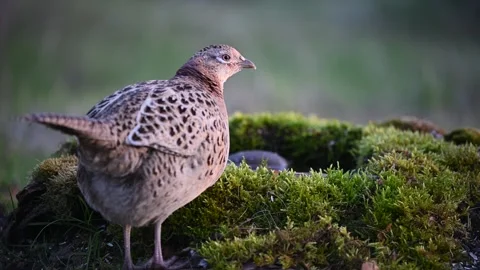 Female common pheasant Phasianus colchicus in the wild Stock Footage 243554245