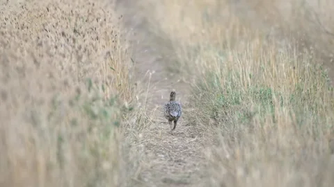 Female common pheasant Phasianus colchicus in the wild Stock-Footage 245665393