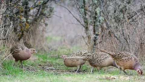 Female common pheasant Phasianus colchicus in the wild Stock-Footage 250485728