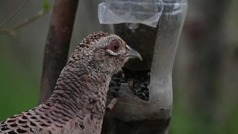 Female Common Pheasant Phasianus colchicus in the wild Video stock 252043175