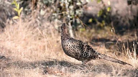 Female common pheasant Phasianus colchicus in the wild Video stock 254366065