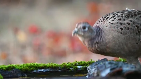 Female common pheasant Phasianus colchicus in the wild Stock-Footage 258511086